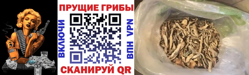 Псилоцибиновые грибы прущие грибы Всеволожск